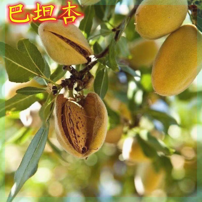 薄皮巴旦木树苗果苗美国大杏仁树苗扁桃仁坚果树苗坚果树苗庭院