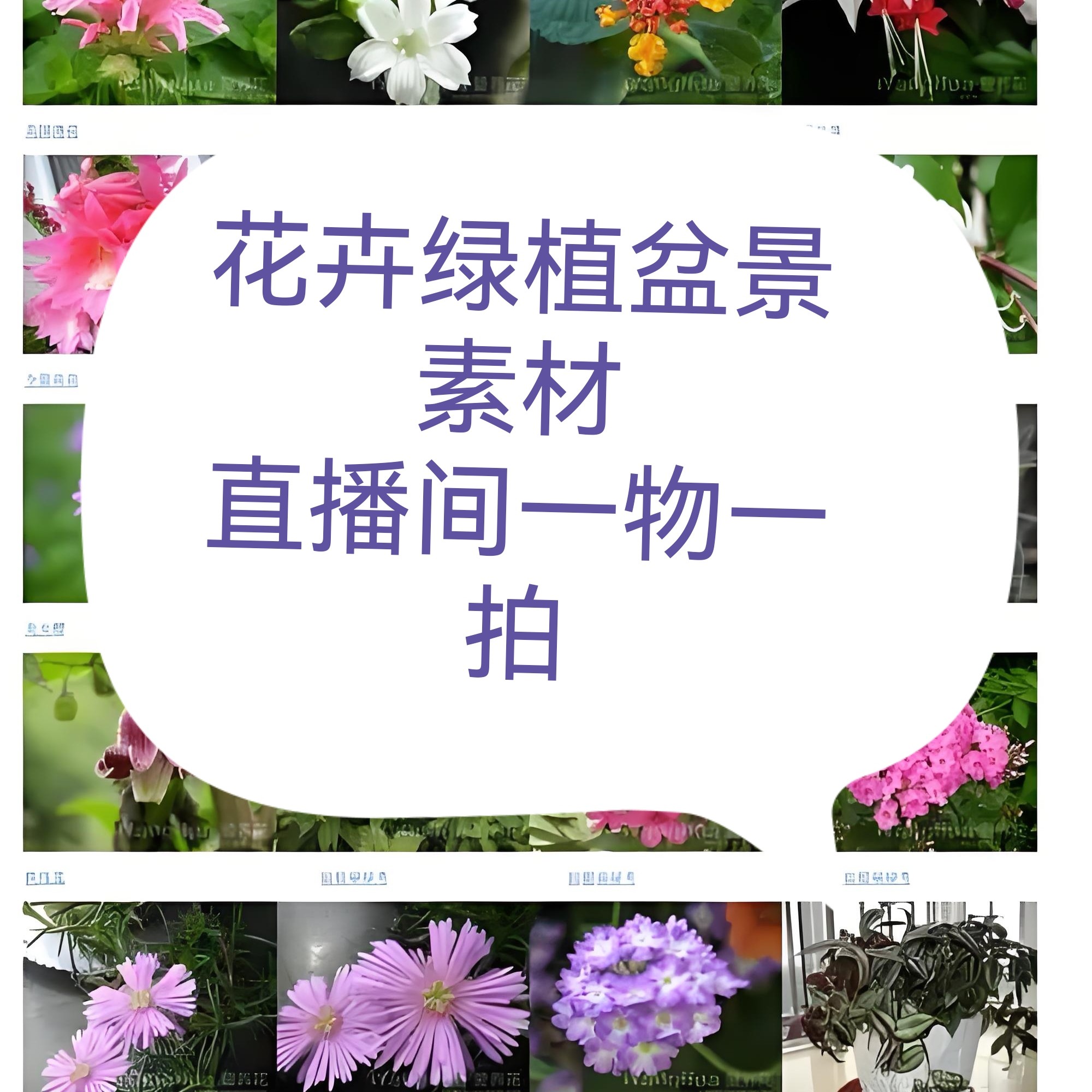 花卉绿植盆景素材直播间选款