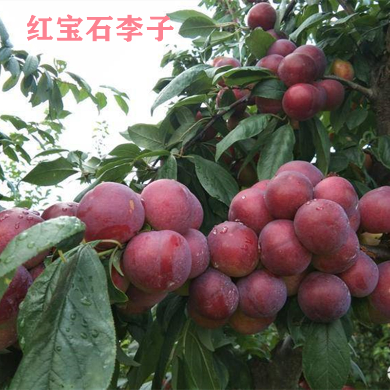 红宝石李子苗 李子苗 7月成熟 特丰产 裸根发货