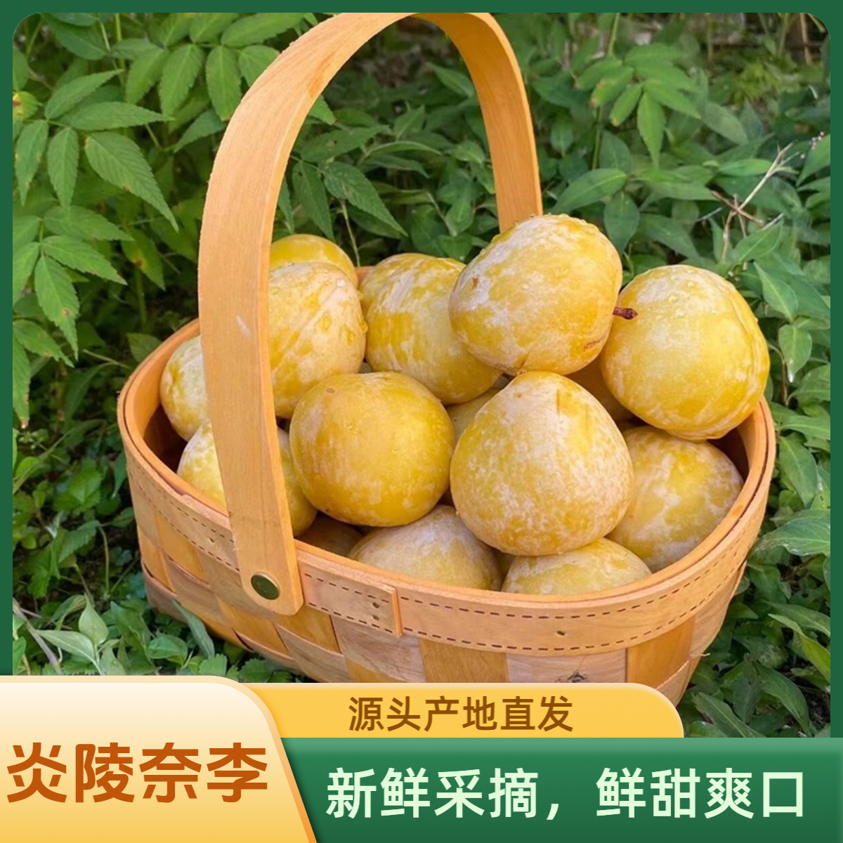 正宗炎陵奈李湖南株洲柰李奶李脱骨李4/9斤礼盒装