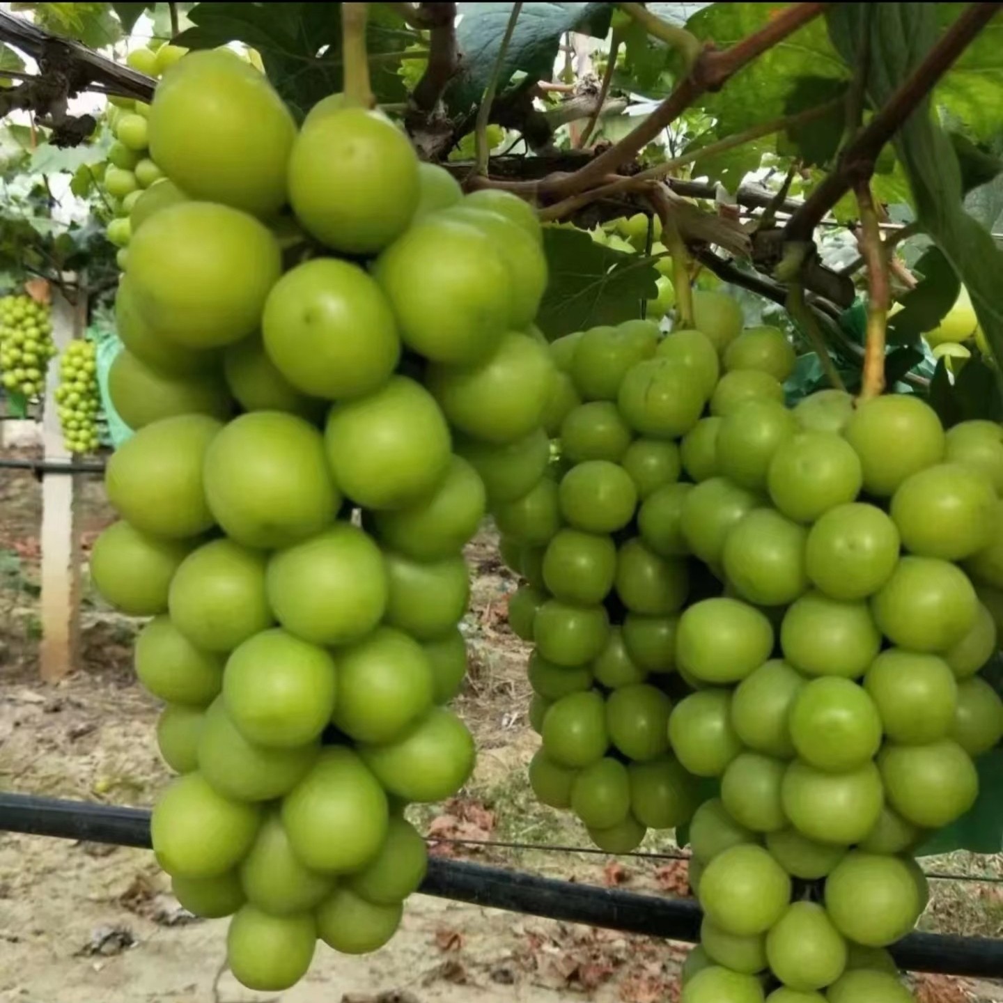 葡萄树苗 阳光玫瑰 澳洲甜王裸根包邮