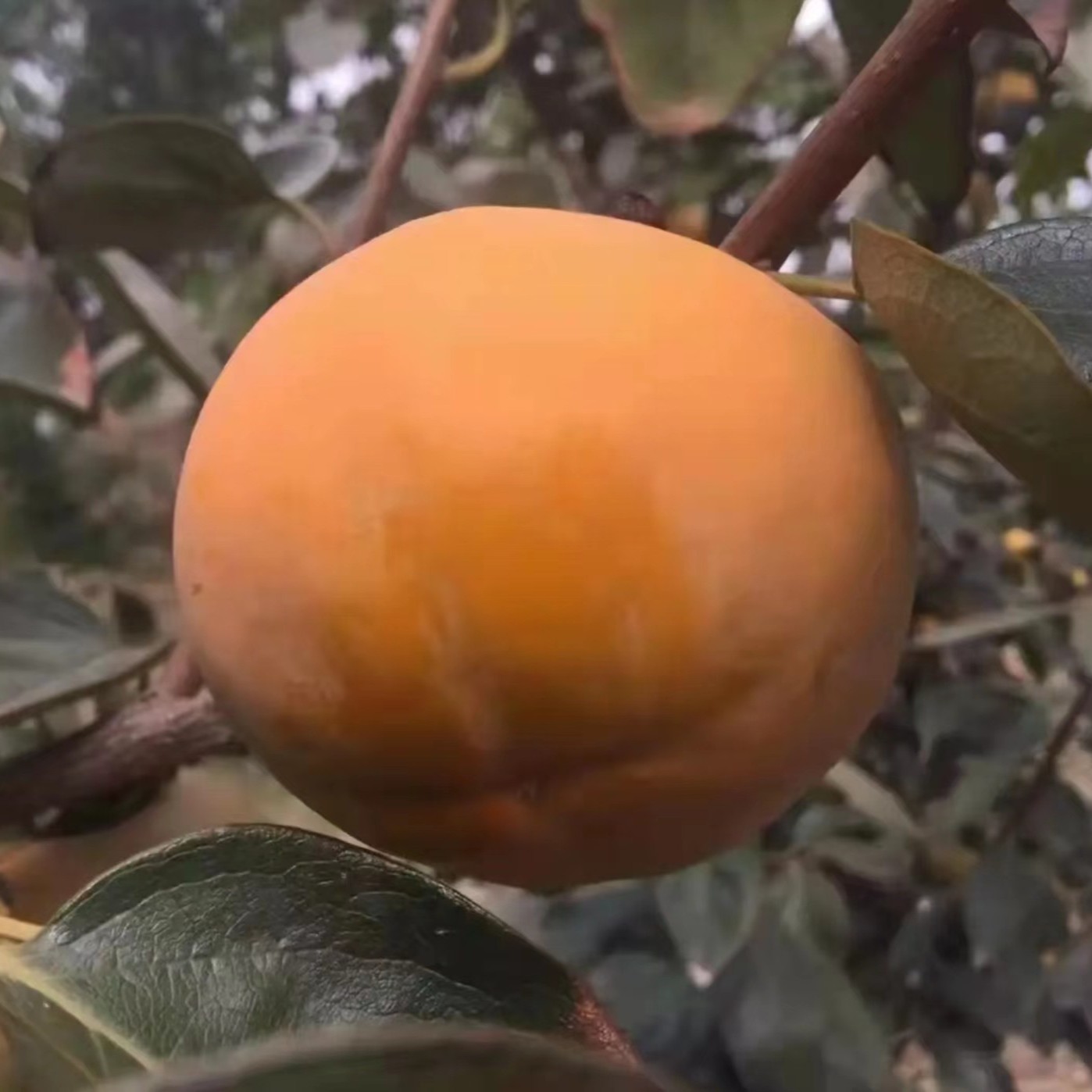 柿子苗 脆柿子苗 嫁接苗裸根发货 黑色根系