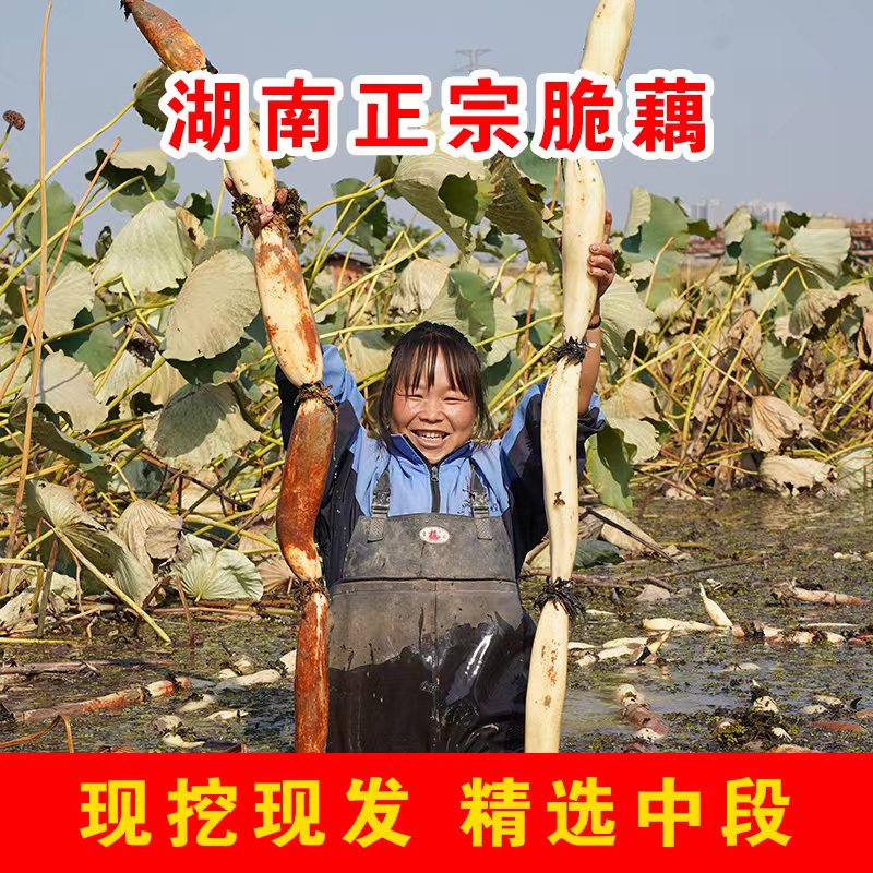 【蔡藕姐姐】特产新鲜莲藕现采现发精品脆藕爽脆优质农产品