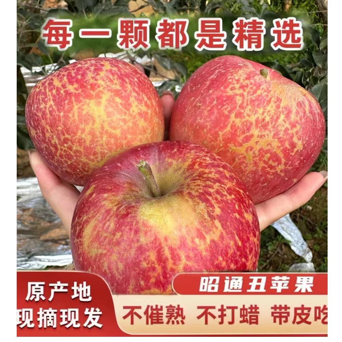 正宗当季云南昭通丑苹果水果脆甜多汁现摘现发5斤10斤包邮