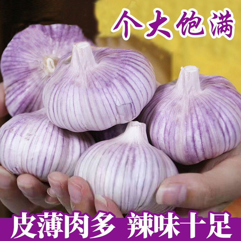 1大促销】新干蒜应季干净辣味3/5/10斤批发紫皮大蒜头蒜瓣50g优质