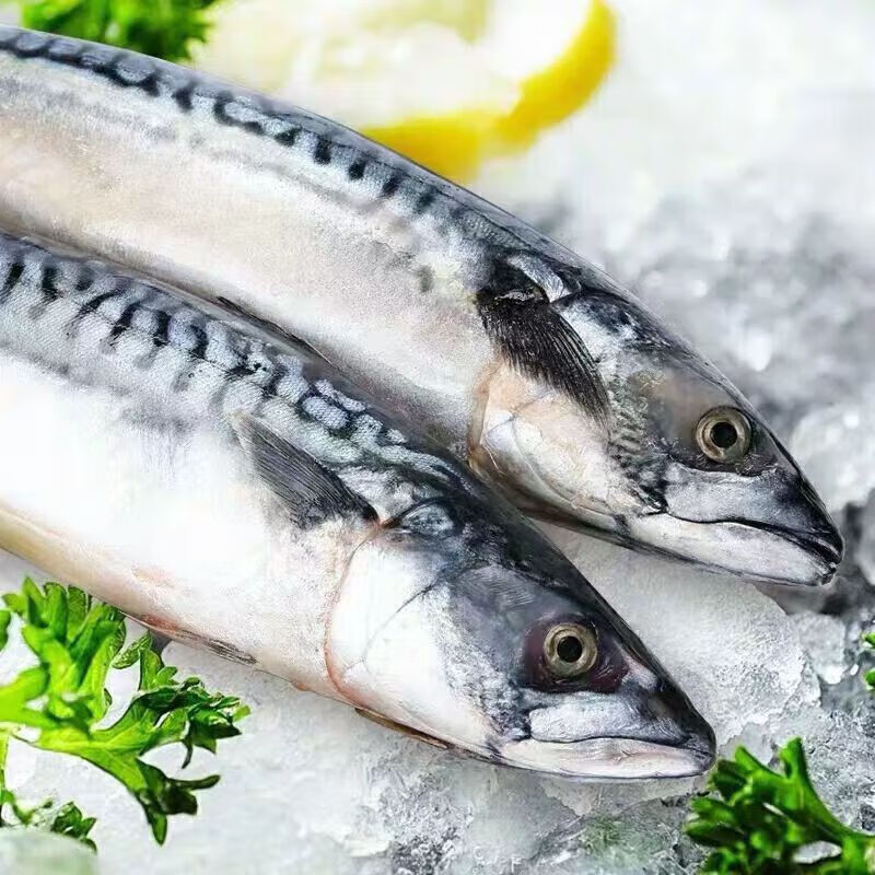 当季新鲜花仙鱼 特大青占鱼 鲜活青花鱼 大青条 深海鲐鲅鱼发顺丰
