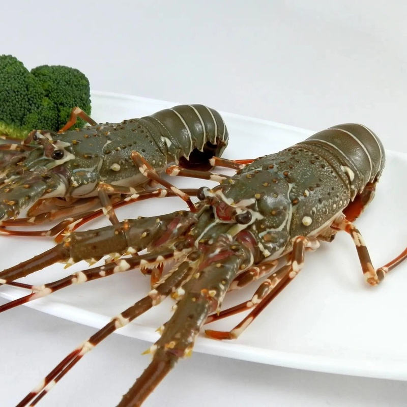 活冻小青龙1斤装  可蒜蓉海鲜美食 东山岛直发   顺丰空运包邮