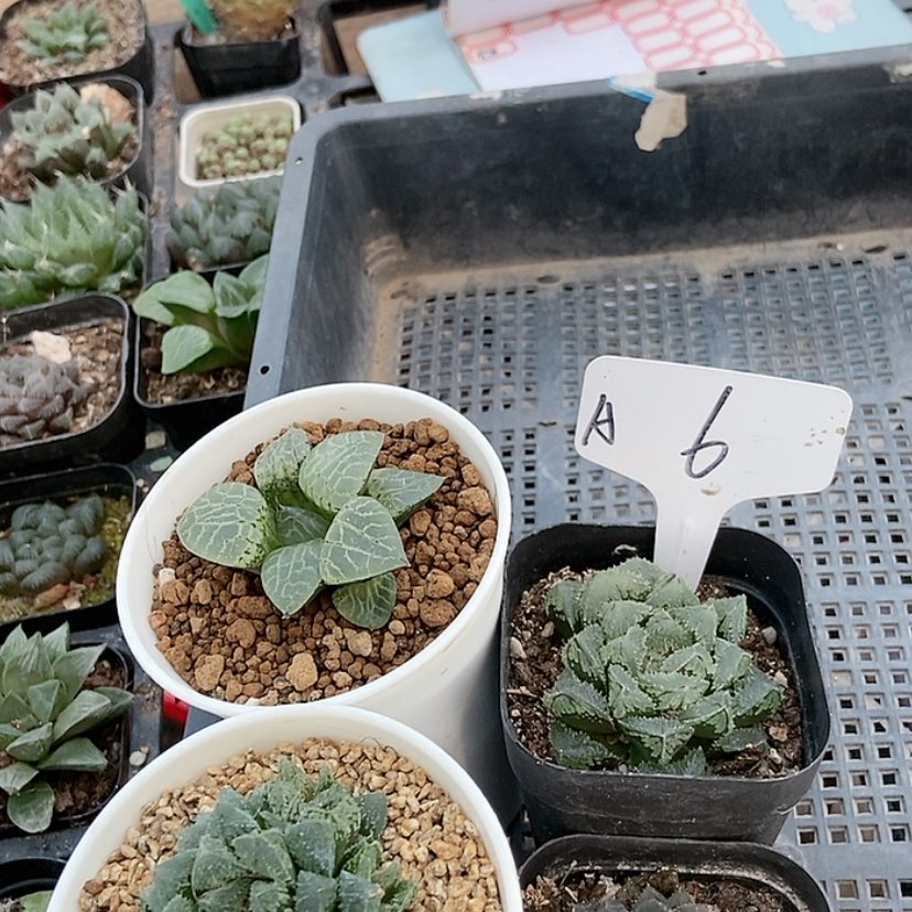 【闪购商品】6四个