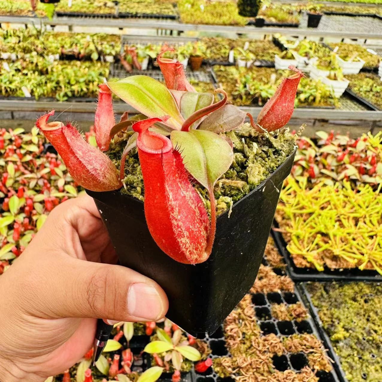 食虫植物盖亚/红玛丽/绿苹果猪笼草可选室内驱蚊抓虫草绿植大笼子