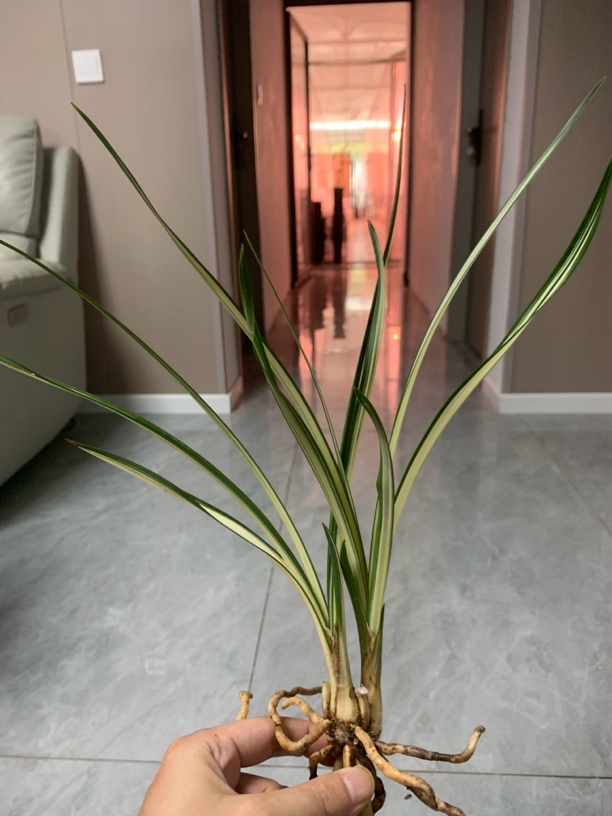 春剑天娇兰花盆栽从头到脚兰草花兰草艺草金凤花室内金边兰草绿植