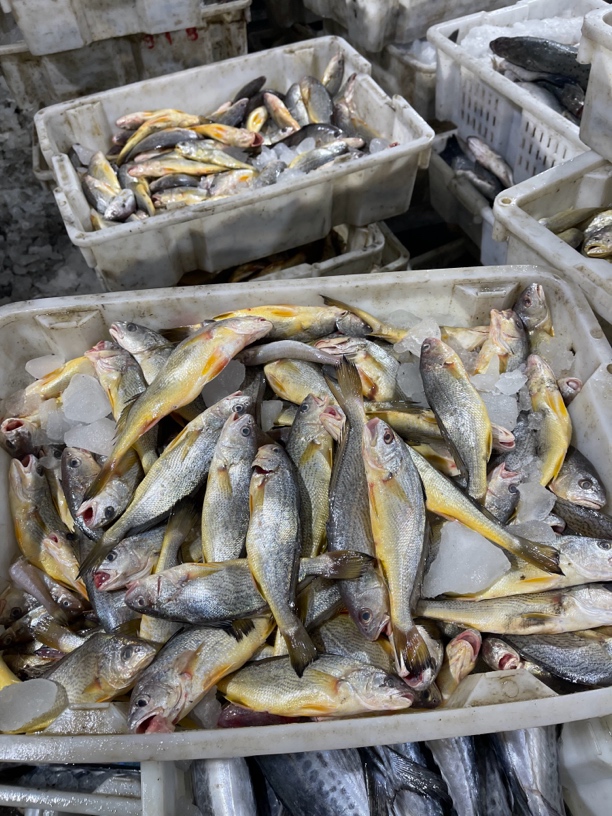 山东日照海捕黄骨鱼，顺丰包邮