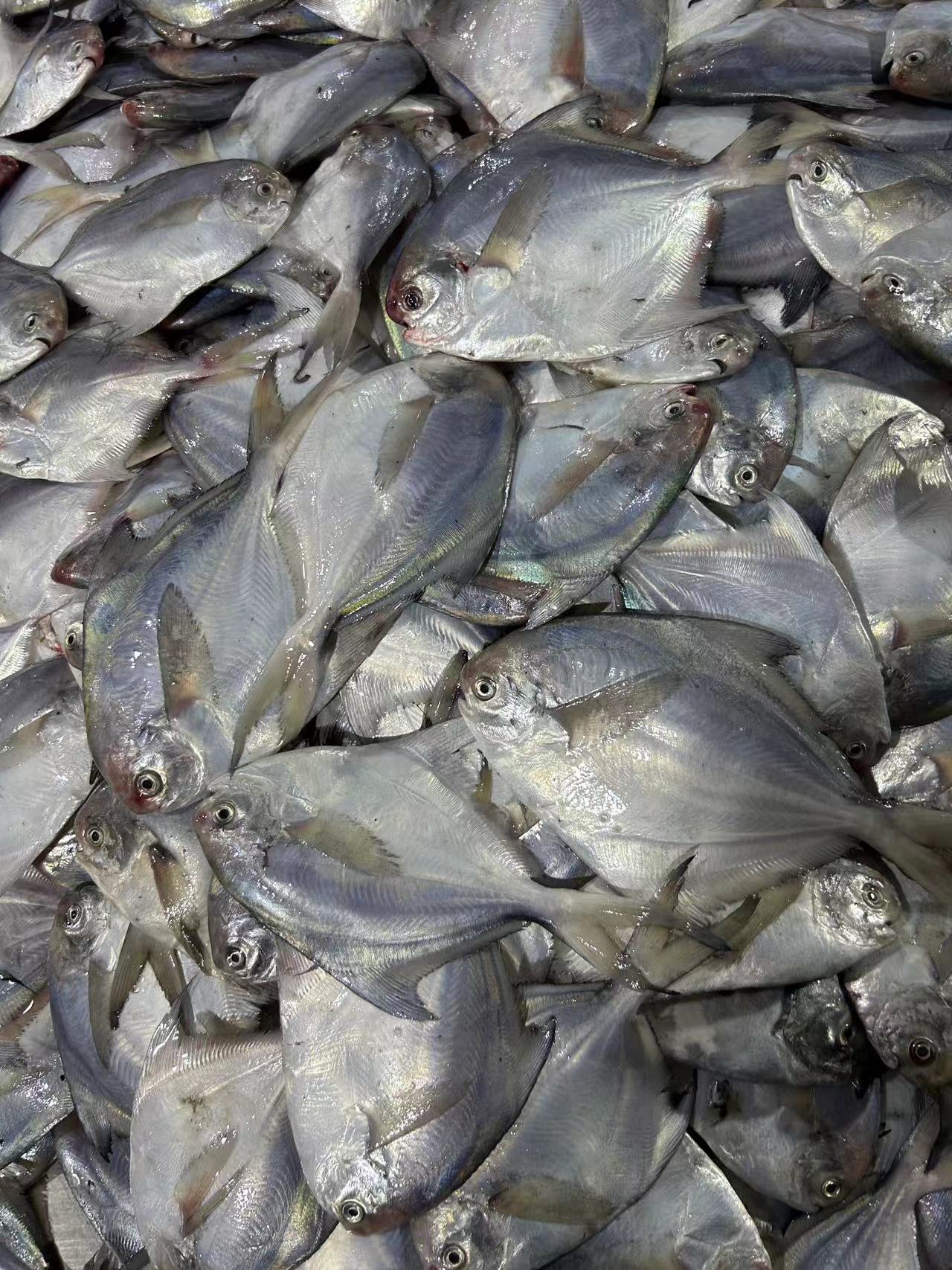 日照海捕纯野生银鲳鱼，5斤，1斤5条以内，通货顺丰冷链包邮