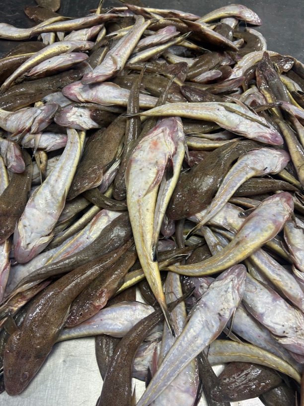 山东日照海捕狗腿子鱼，牛尾鱼，5斤顺丰包邮