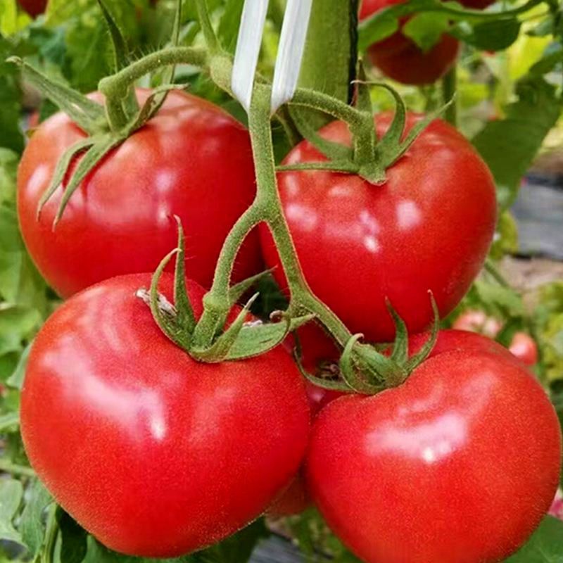 食用型矮杆向日葵种子新鲜高产瓜子种子阳台大田种植蔬菜种子