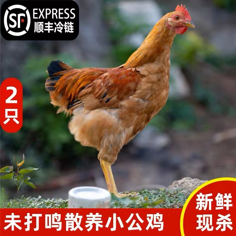【2只装】生态散养童子公鸡小公鸡土公鸡未打鸣
