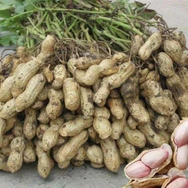 安徽2025当季带皮生花生新鲜花生带泥巴壳粉红皮薄皮湿花生现挖