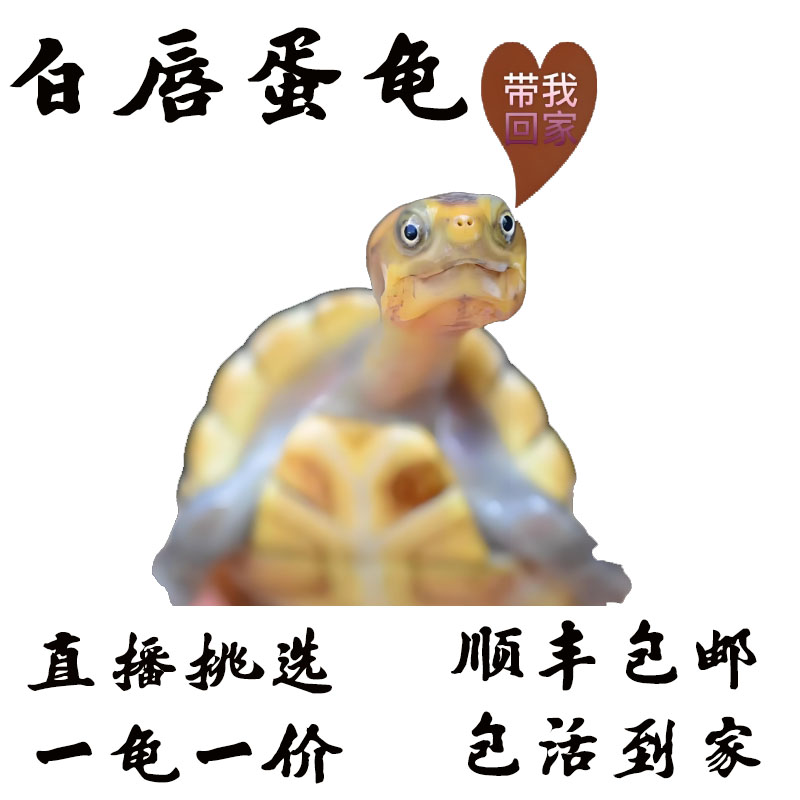 【白唇蛋龟】蛋龟系列之白唇蛋龟 南唇 北唇 白唇苗 观赏龟 宠物龟