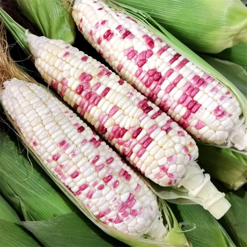 【老马专属】花粘玉米5斤 京东或顺丰包邮
