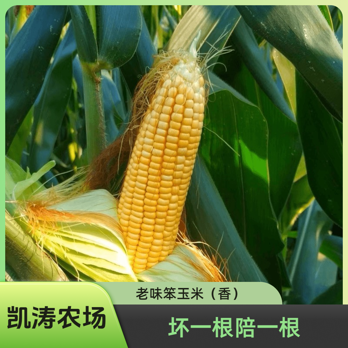 天津本地老味笨玉米 现掰鲜玉米老味道京东或顺丰包邮