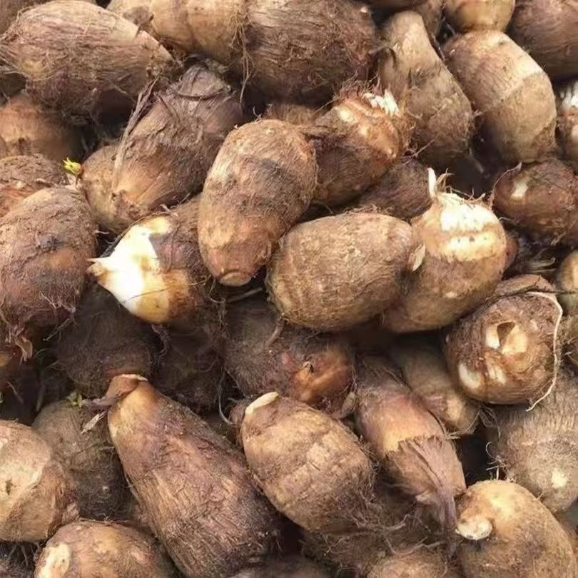 亮仔推荐  农村笨芋头  只发邮政介意勿拍