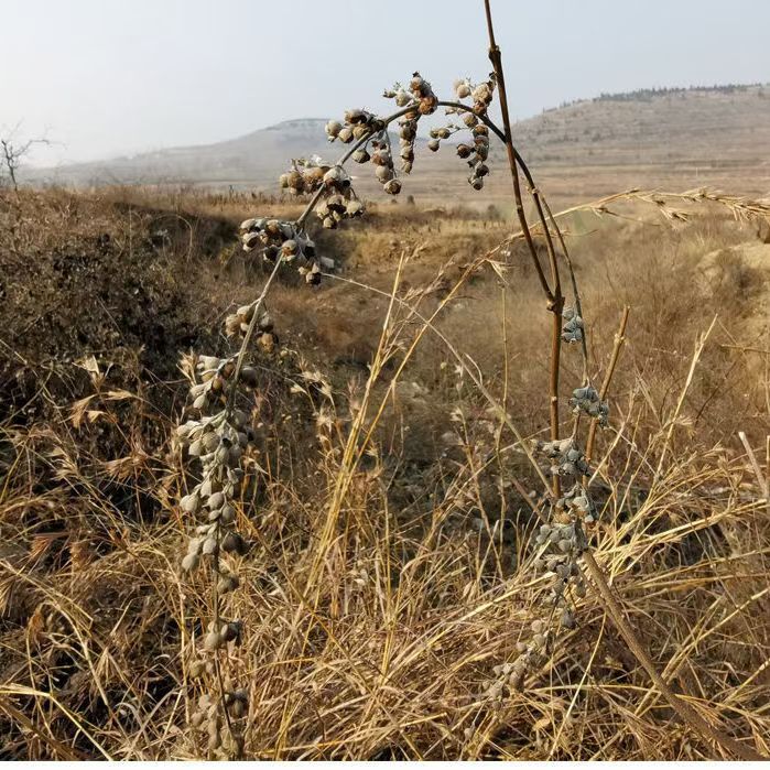 亮仔推荐 黄荆籽枕头