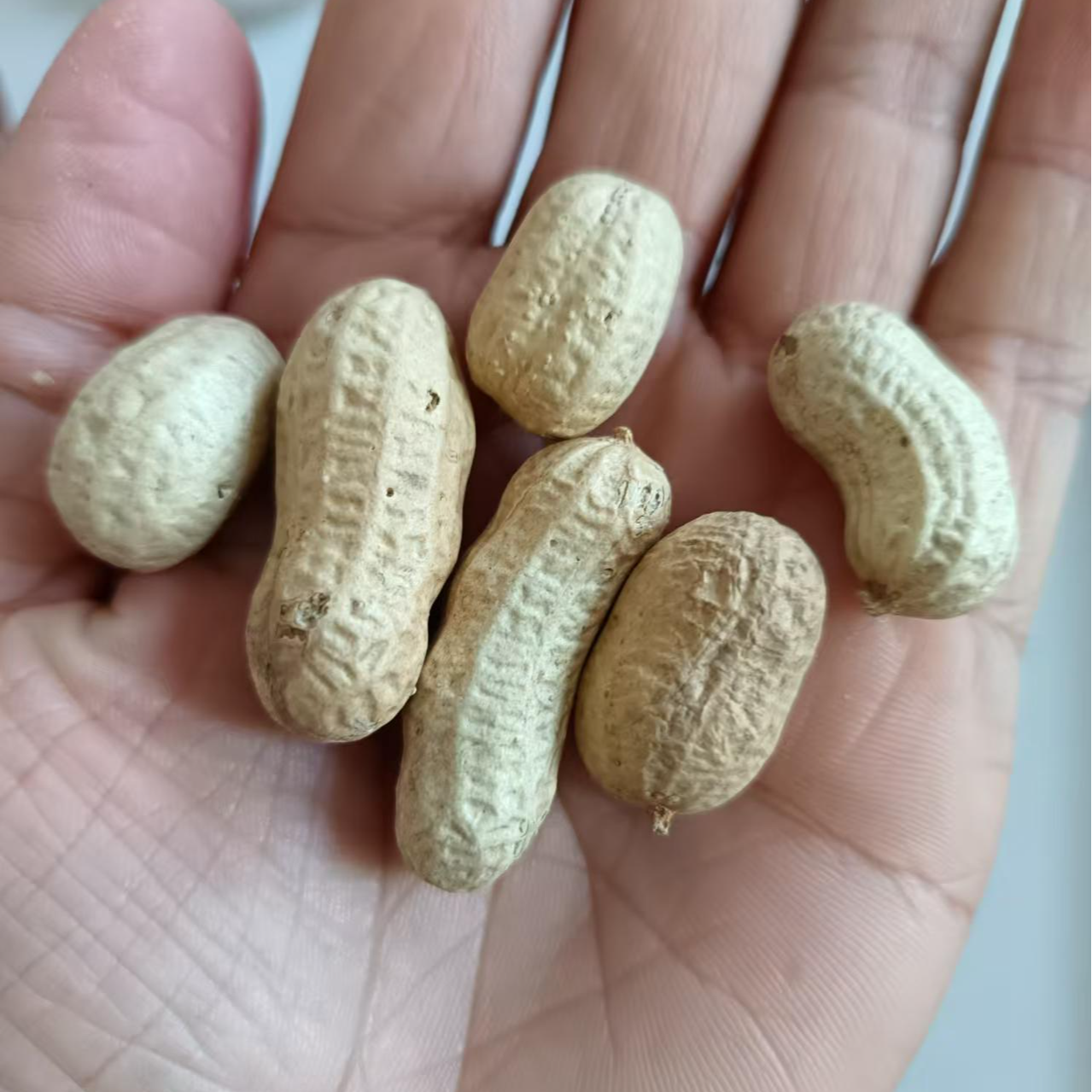 亮仔推荐 红皮花生带壳