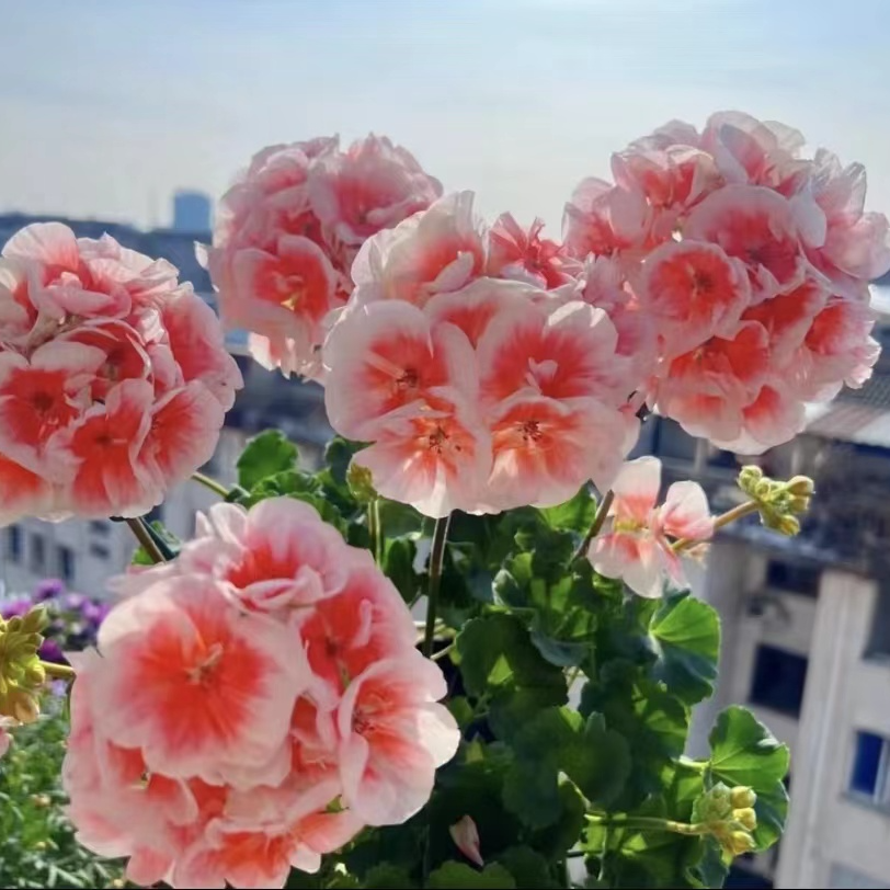 直立天竺葵皇后  小苗（不拍保温不包冻损）