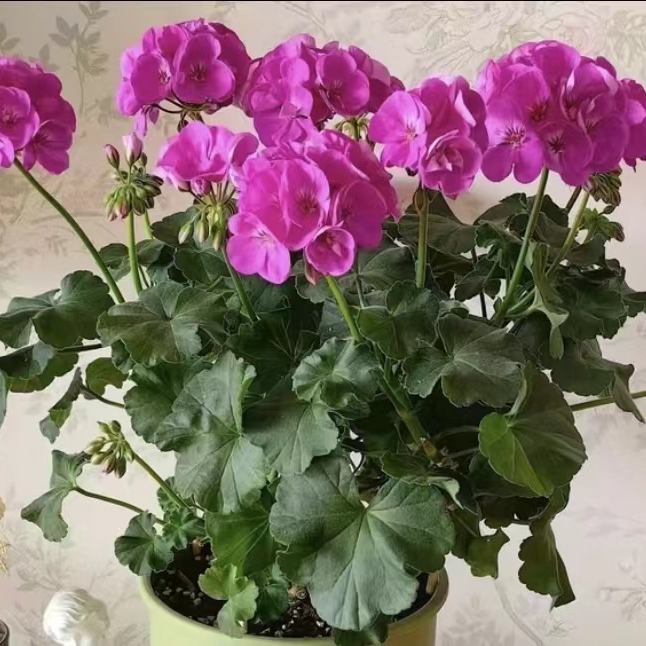 直立天竺葵湛蓝天空（不拍保温不包冻损）