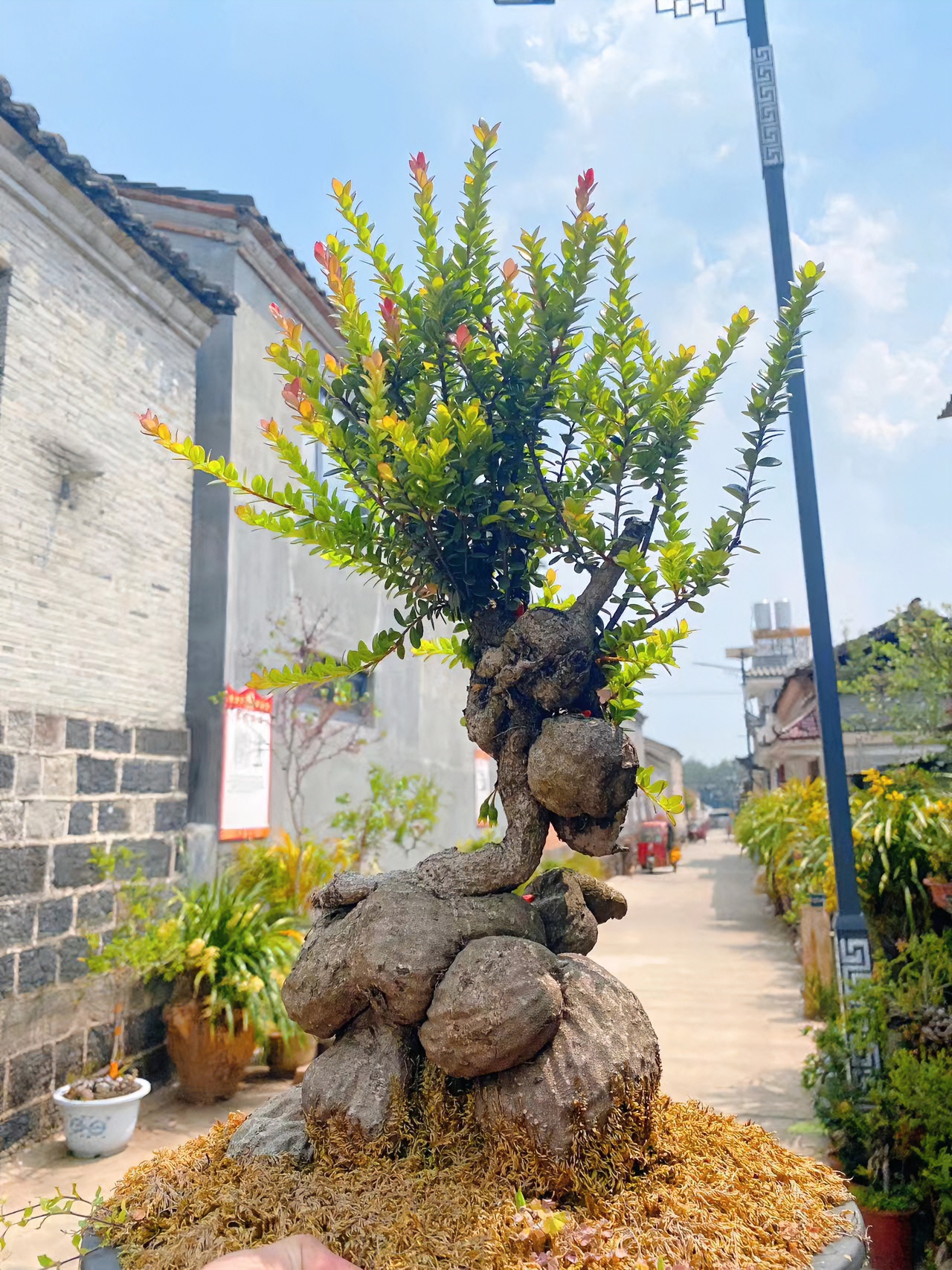 树迎客松萝卜（盆景绿植）艺叶红花紫果常绿好养