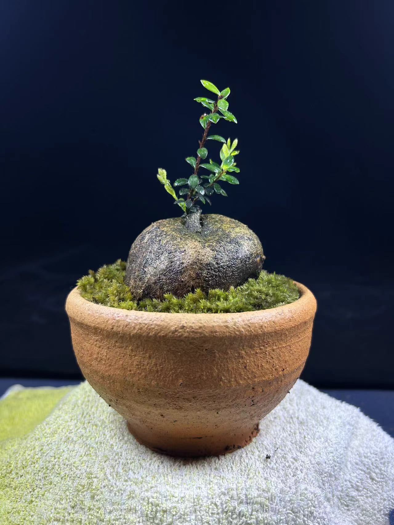 树萝卜盆景绿植米叶红花（自选）老桩红花观根紫果好养