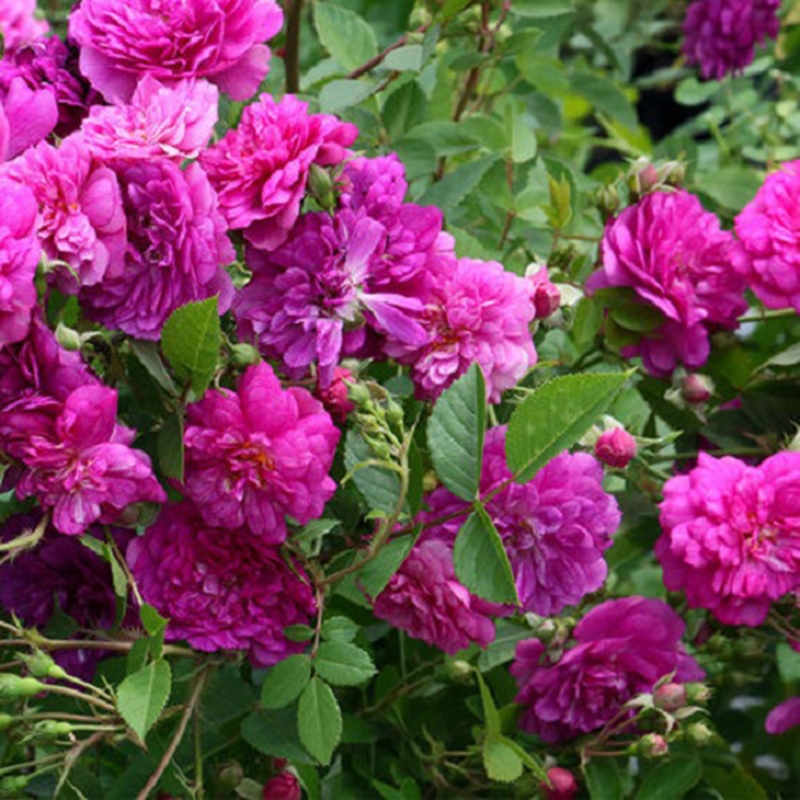 月季甜蜜马车 月季扦插花苗多季开花庭院花卉