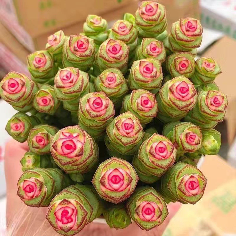 彩色红心钱串多肉植物新手好养适合盆栽阳台办公庭院大颗老庄多肉