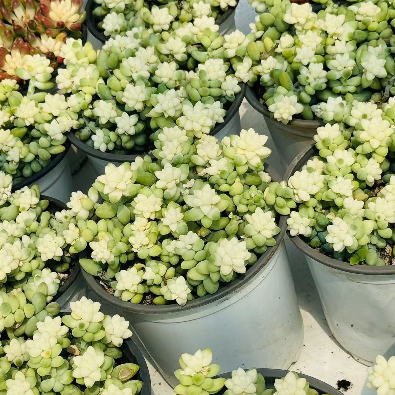 雪花玉坠锦多肉植物室内盆栽