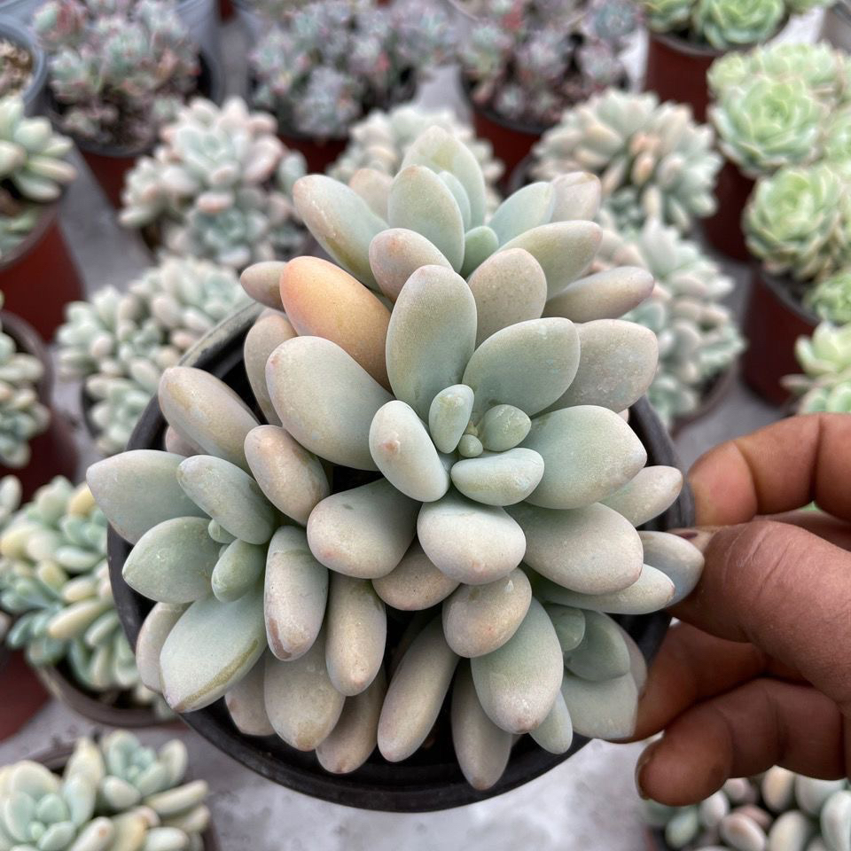 香水多头多肉贵货植物盆栽新手好养办公室阳台绿植花卉盆栽耐寒热
