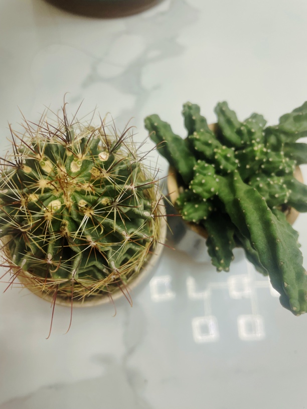 仙人球开花植物花卉盆栽办公室内桌面多肉类小盆景苗开花仙人球