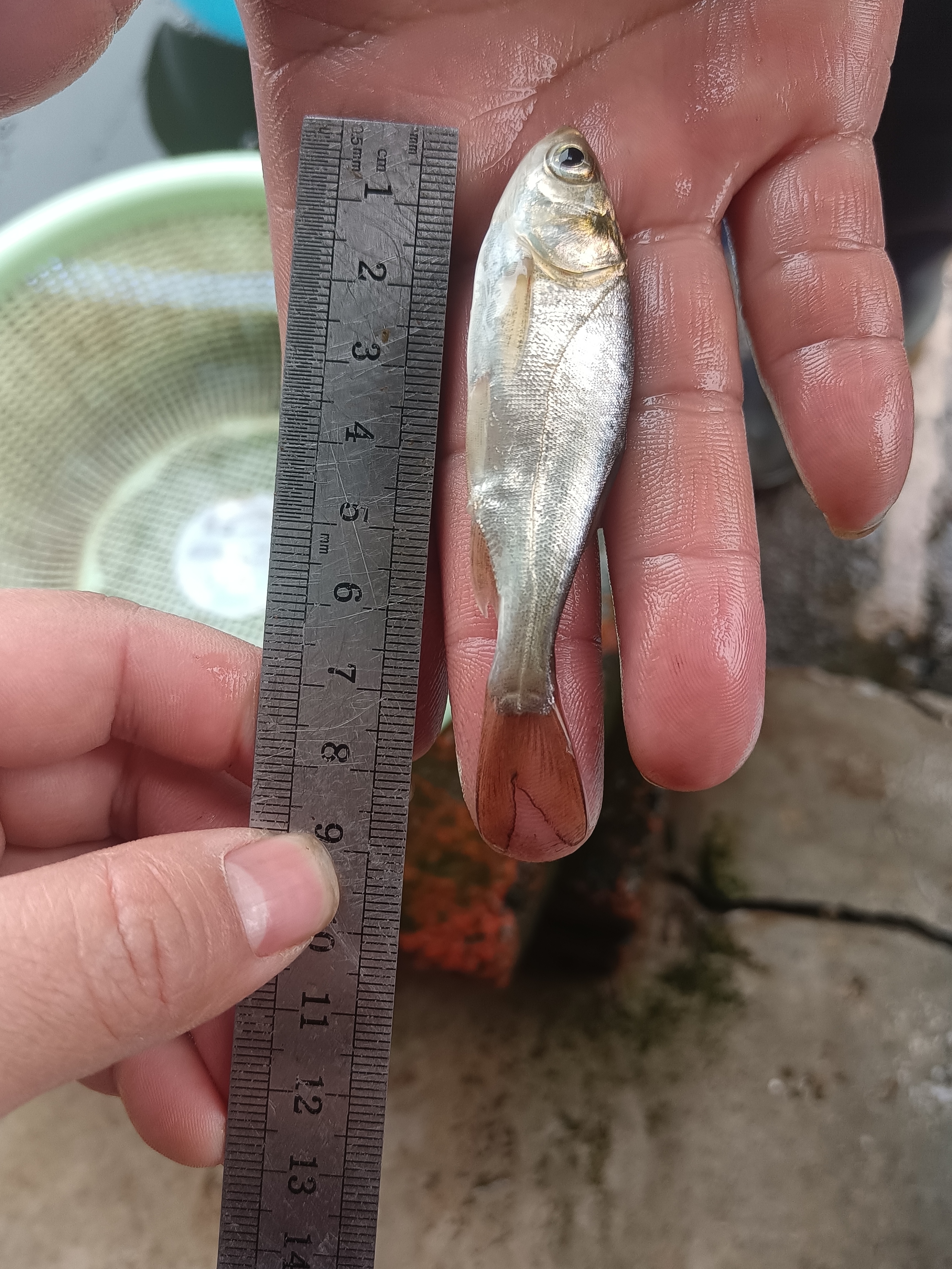 重庆白鲢 水族淡水活体鱼