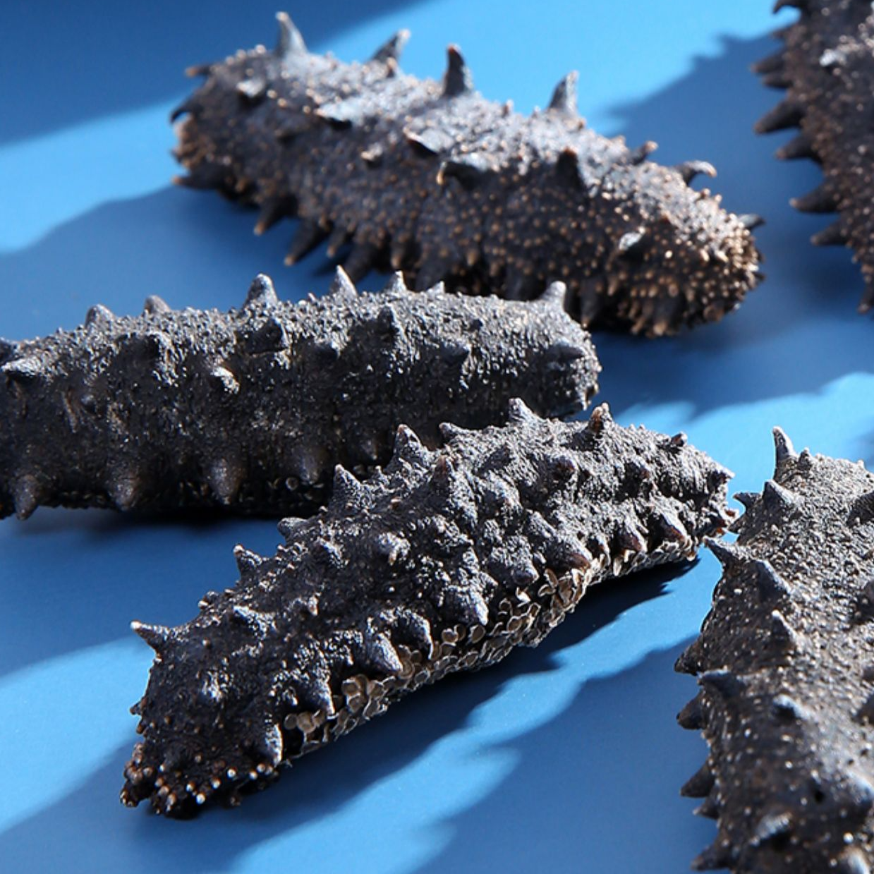 【真国标淡干】大连淡干海参一斤自然馈赠天然营养滋补口感厚实 