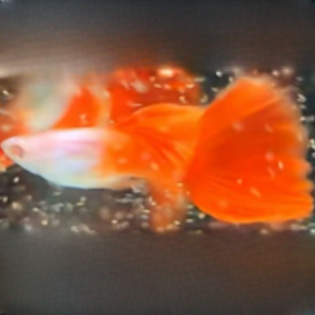 埃尔银红尾白子孔雀鱼