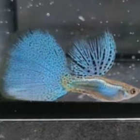 蓝草尾孔雀鱼花线大背三角尾超细喷