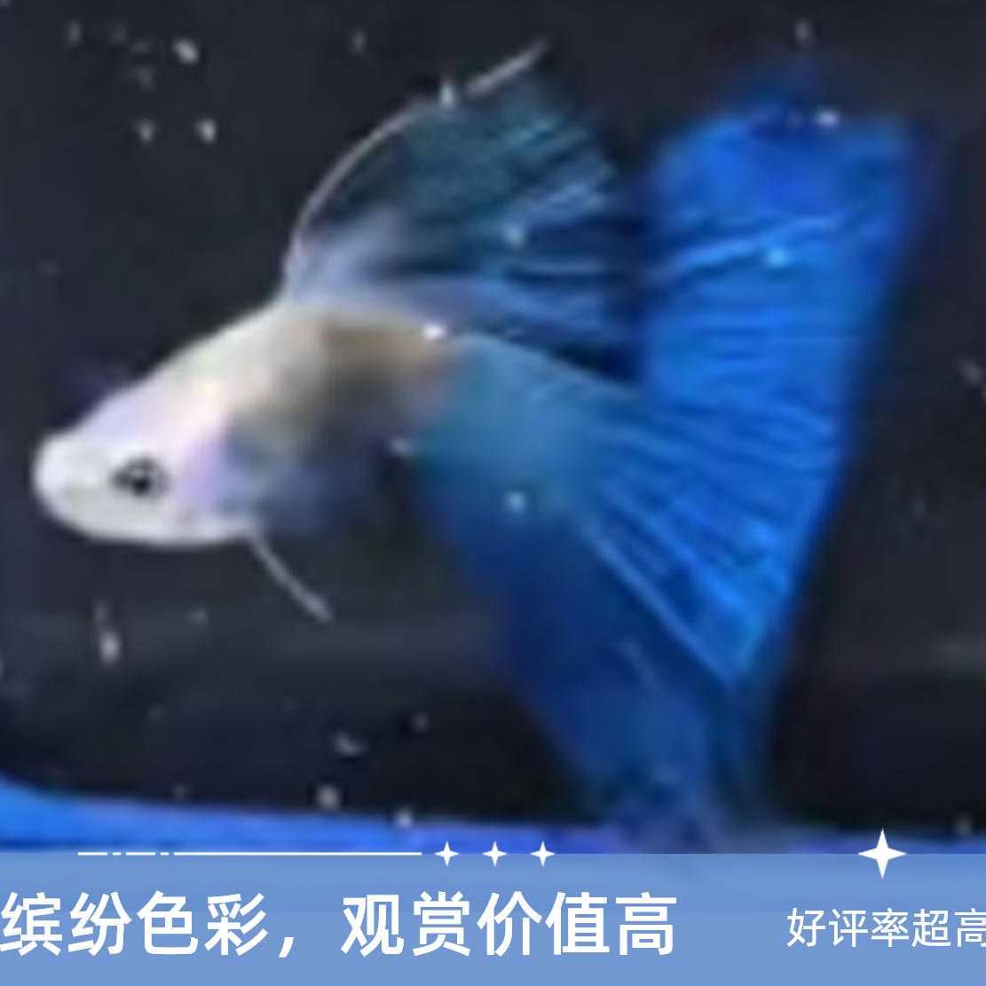 莫蓝孔雀鱼花线大背三角尾