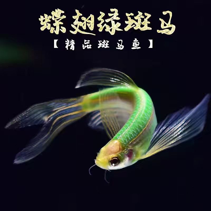 蝶翼斑马鱼长尾长鳍大帆观赏鱼小型淡水好养耐养免打氧