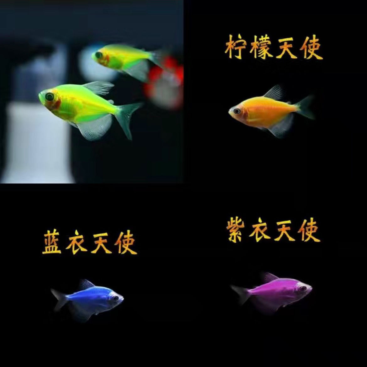 七彩天使鱼天使鱼小型淡水热带观赏鱼好养耐活