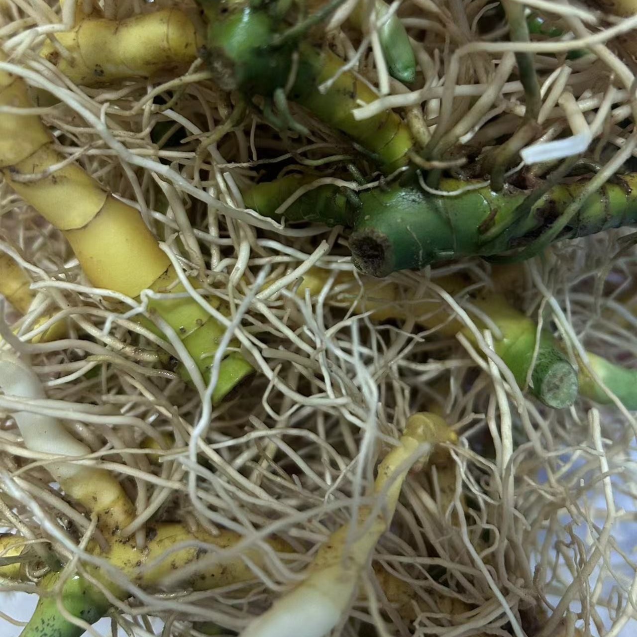 【苗三哥】贵州深山农特产品新鲜野玉竹500g 包邮