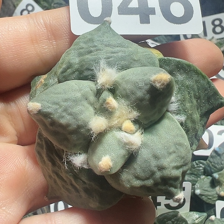 046落地有根仙人球