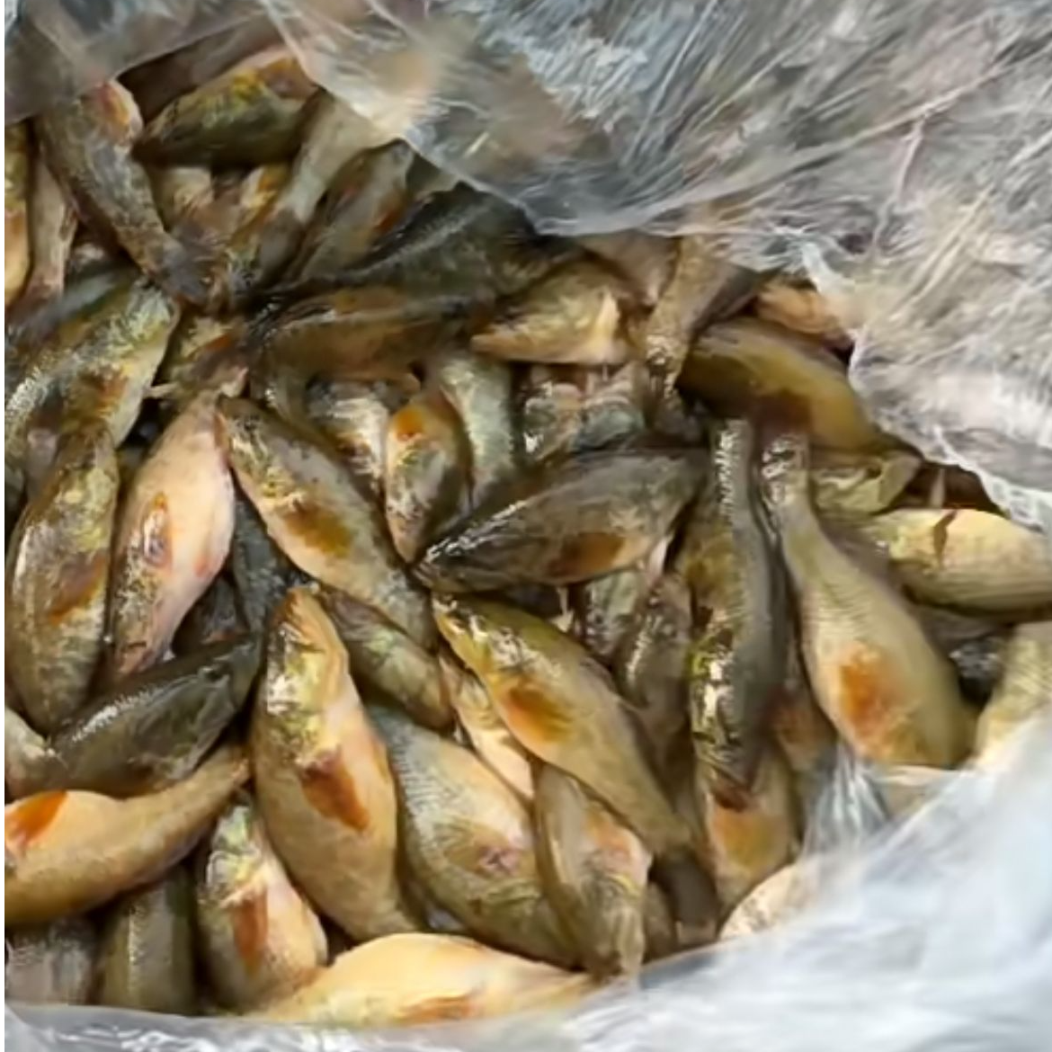 饶河县乌苏里江水冷老头鱼