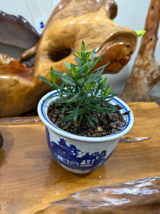老鸭柿盆景素材一物一拍