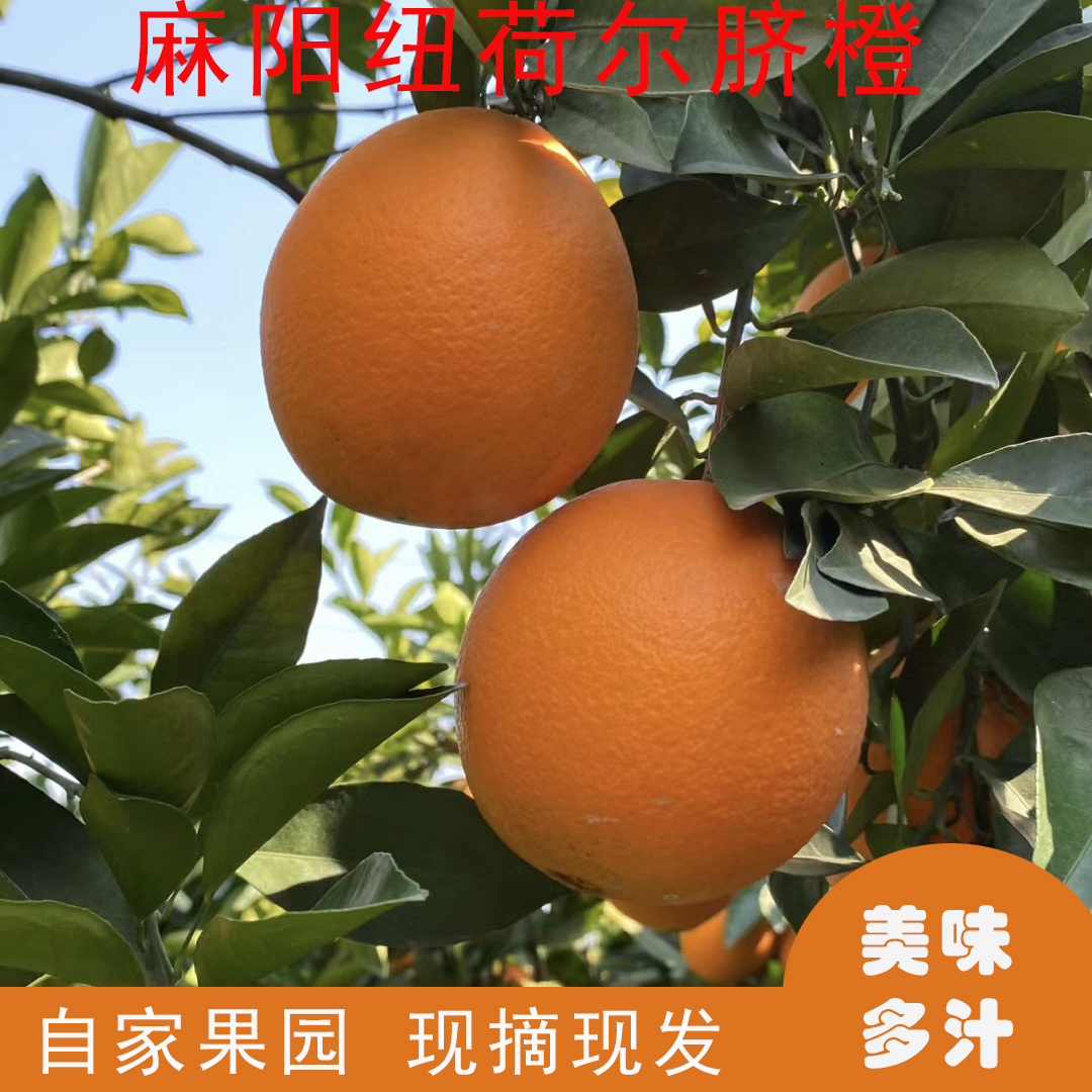 湖南麻阳高山纽荷尔脐橙香甜多汁果园现摘孕妈妈水果包邮