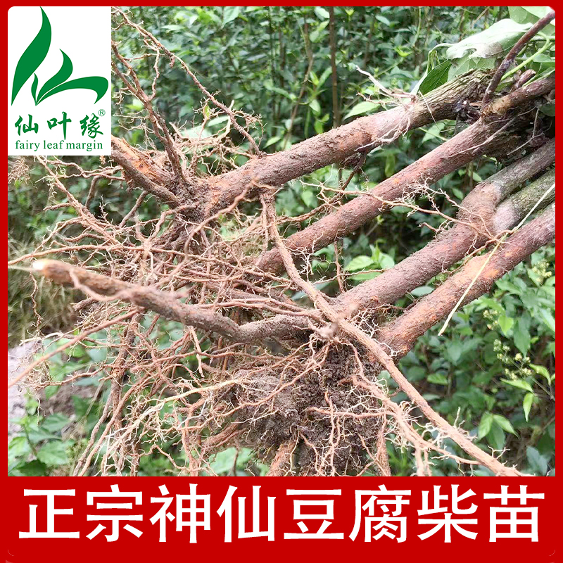 豆腐柴苗木臭黄荆观音树神仙树臭黄荆腐婢绿豆腐((直播)