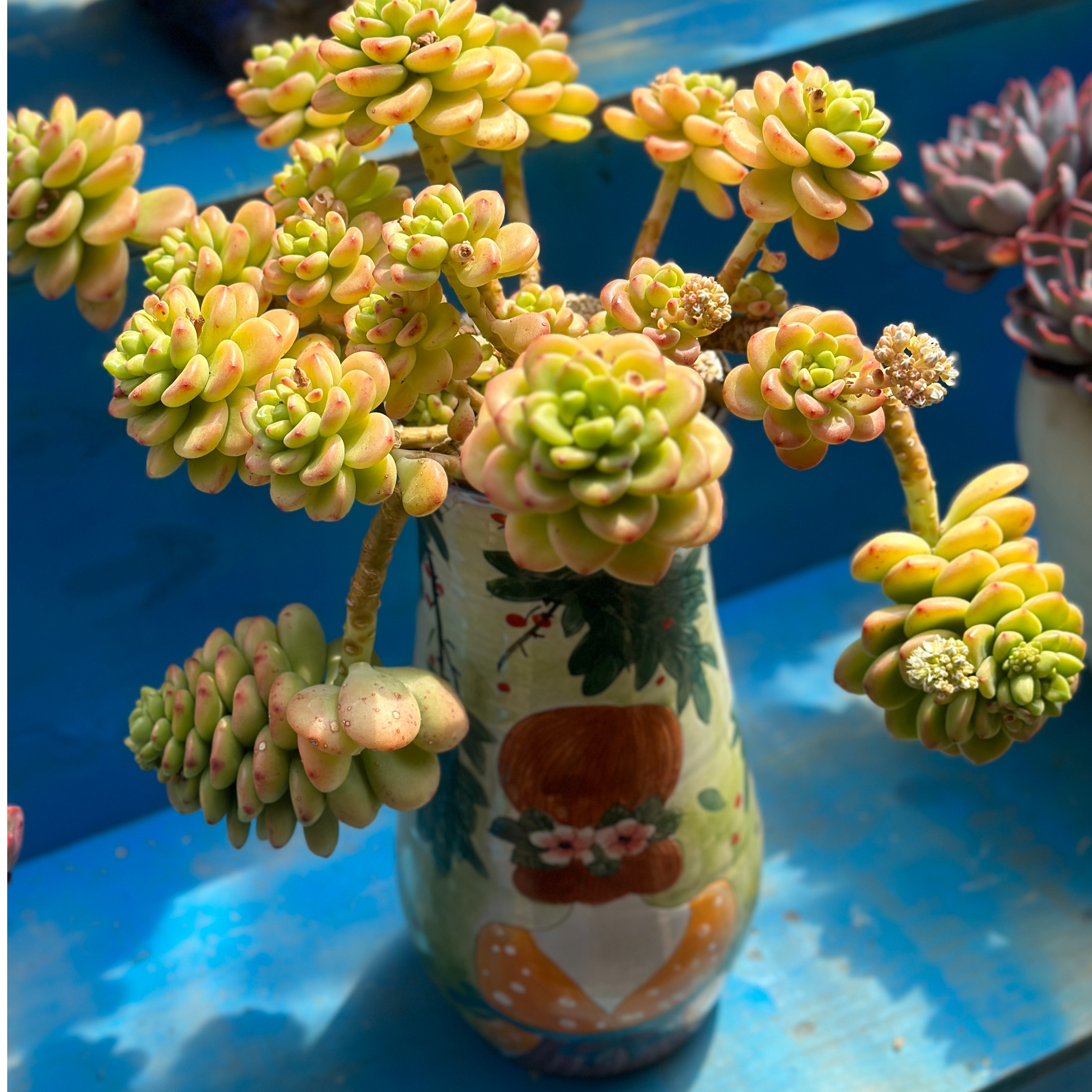 多肉植物群生老桩精品甜蜜蜜阳台