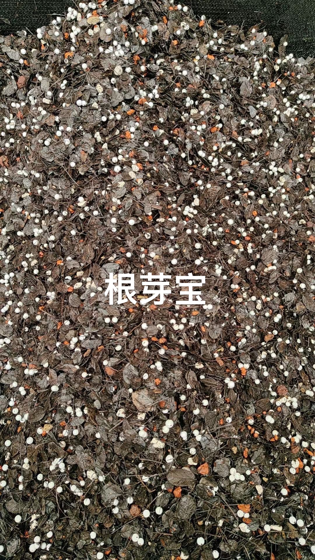 许氏兰植升级版全新第五代「根芽宝」